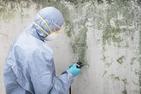 Professional Mold Prevention & Removal  in Cheat Lake, WV